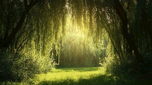 柳林间的阳光绿意之境