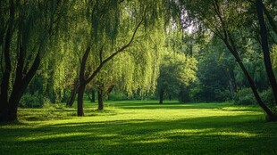 柳荫下的静谧绿草地