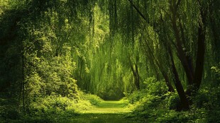 翠绿幽径 森林深处的诗意景象