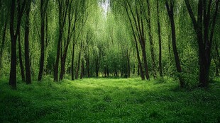 柳树林中的绿色梦幻空间