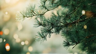 阳光洒落的松树枝桠