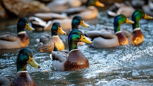 群鸭畅游于波光粼粼水面