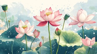 夏日荷塘荷花绽放美景