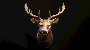 雄鹿头像 暗黑背景突显