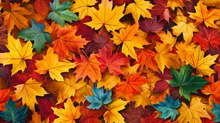 五彩斑斓秋叶铺就绚丽图景