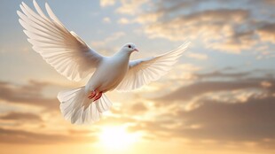 白鸽于夕阳天际展翅翱翔