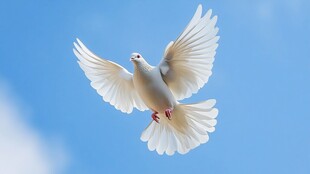 蓝天白鸽展翅飞翔