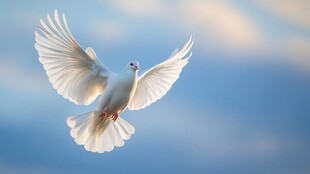 翱翔蓝天的美丽白鸽