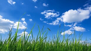 蓝天绿草 清新自然景象