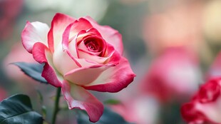 娇艳双色玫瑰绽放瞬间