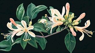金银花插画 清新雅致花朵