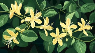 黄色金银花插画