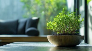 室内绿植装点温馨家居角落