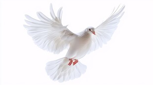 展翅翱翔的白鸽