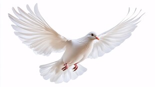 展翅翱翔的白鸽
