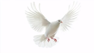 展翅翱翔的白鸽