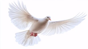 展翅飞翔的白鸽