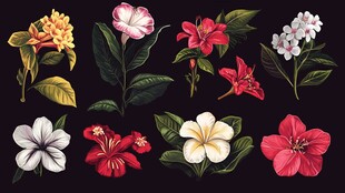 多彩花卉插画集合