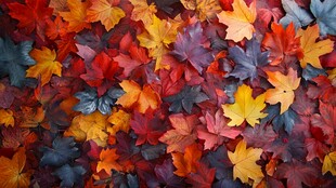 缤纷秋叶铺就绚烂景致