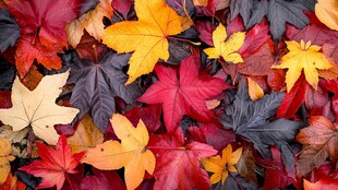 五彩斑斓秋叶铺就绚丽图景