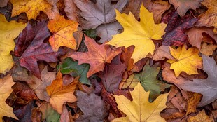 秋日缤纷落叶美景