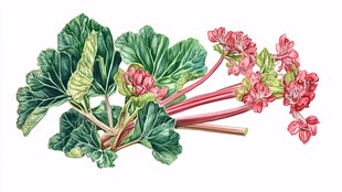 艳丽矾根植物手绘插画