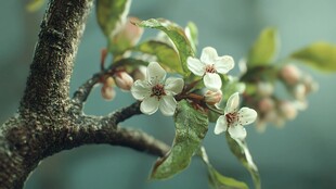 枝头绽放的素雅白色花朵