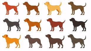 多样色彩狗狗剪影集合