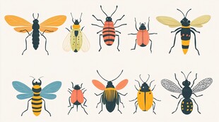 多彩昆虫插画集合