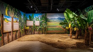 香蕉种植场景展示空间