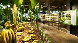 室内香蕉展示区生机勃勃