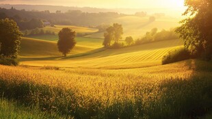 田园晨光中的金色田野