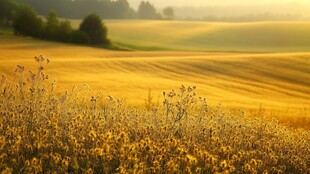 晨曦下的金色田野美景