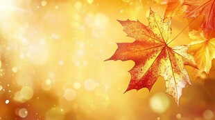 金秋枫叶美 光斑添诗意