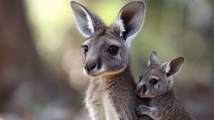 袋鼠母子依偎的温馨瞬间