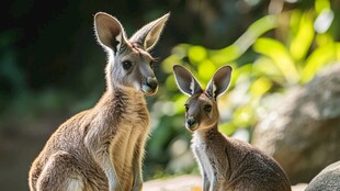 两只袋鼠的温馨瞬间
