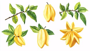 手绘杨桃及枝叶插画