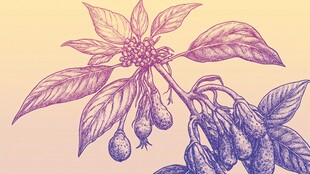 手绘植物果实枝叶图