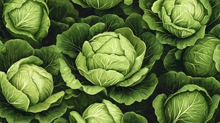 鲜嫩卷心菜的密集视觉盛宴