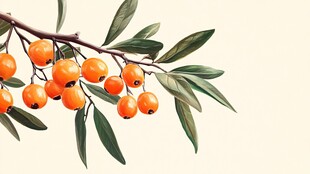 橙色沙棘果枝叶插画