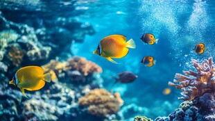 热带海底游弋的多彩鱼群