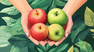 双手捧持多彩鲜苹果