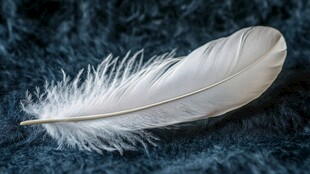 白色轻盈羽毛静置于绒面