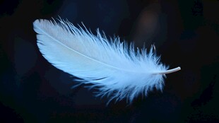 轻盈白羽毛 梦幻氛围呈现