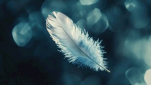 轻盈羽毛悬浮梦幻背景中