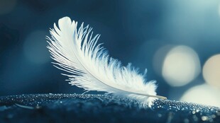 轻盈白羽毛 静谧梦幻氛围