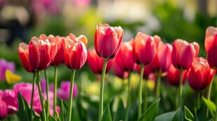 春日绽放的艳丽红郁金香