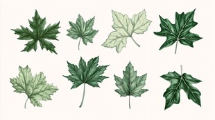 手绘风格多样绿色枫叶集合