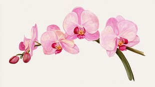 粉色蝴蝶兰花卉插画