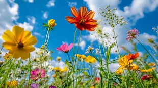 蓝天繁花 绚烂多彩的自然景致